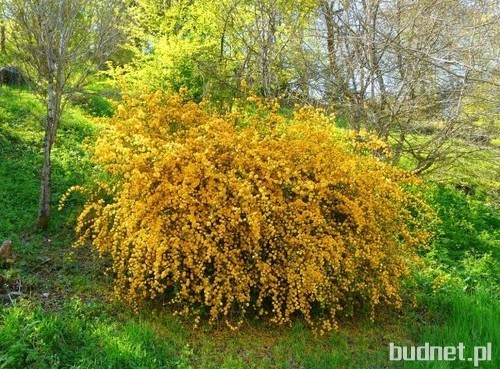 Złotlin japoński - Kerria japonica 'Pleniflora'